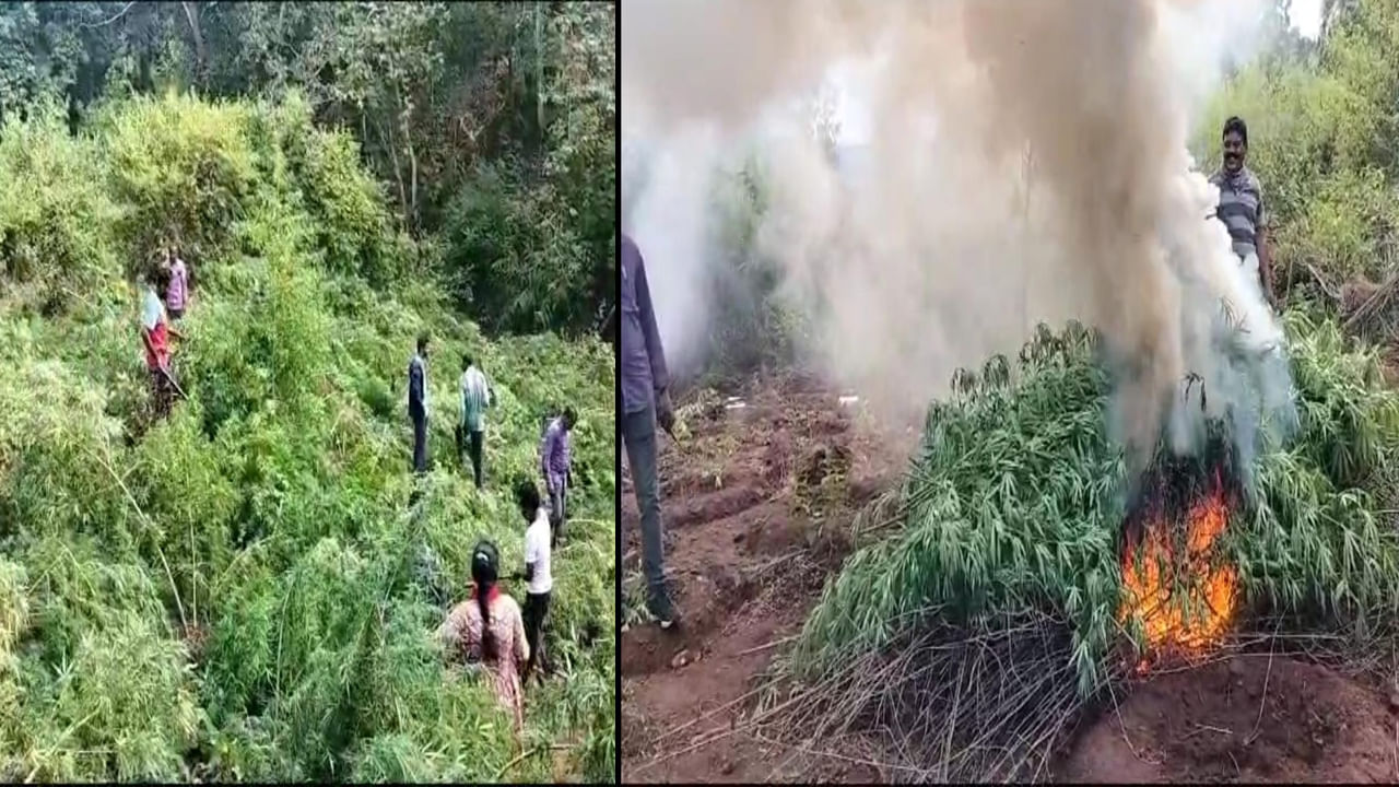 Andhra Pradesh: గంజాయి తోటలపై మెరుపు దాడులు.. రెండు రోజుల్లో 64 ఎకరాల పంట ధ్వంసం!