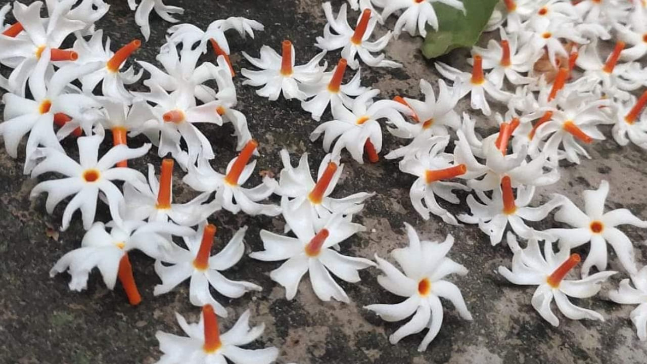 
నిరంతరం దగ్గు, గొంతు చికాకుతో బాధపడేవారికి పారిజాత ఆకులు, పువ్వులతో తయారు చేసిన టీ దగ్గు, జలుబు, బ్రోన్కైటిస్ నుండి ఉపశమనం పొందేందుకు ఉపయోగిస్తారు.