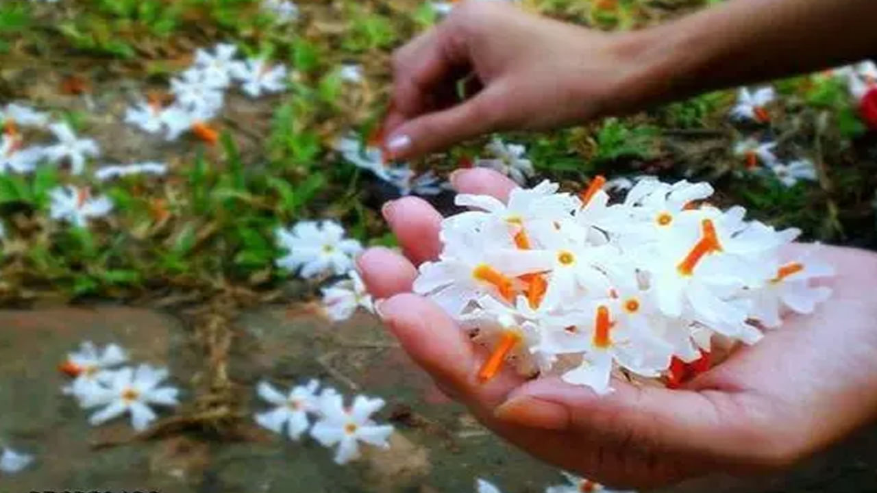 యాంటీ అలర్జీ, యాంటీవైరల్, యాంటీ బాక్టీరియల్ లక్షణాలు ఉంటే పారిజాత నూనెను ఉపయోగించవచ్చు. అంతేకాదు చర్మం మీద వివిధ ఫంగల్ ఇన్ఫెక్షన్లకు చికిత్స చేయడానికి ఉపయోగిస్తారు.