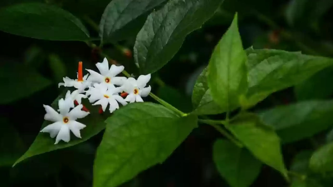 పారిజాతం డెంగ్యూ, చికున్‌గున్యా జ్వరాలలో ప్లేట్‌లెట్ కౌంట్‌ను పెంచడంలో సహాయపడుతుంది. ఇది జ్వరాన్ని కలిగించే బ్యాక్టీరియా వృద్ధిని నిరోధిస్తుంది.