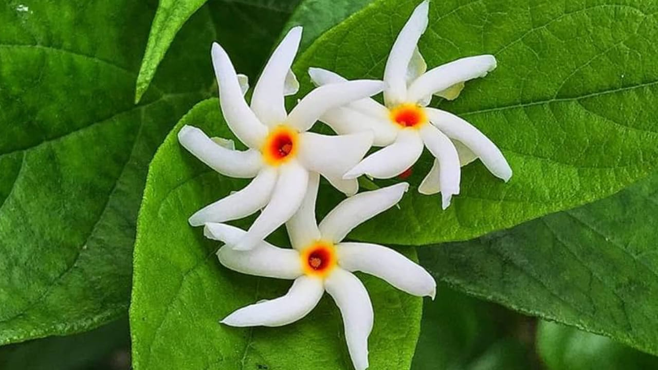 అనేక రకాల జ్వరాలకు పారిజాత పువ్వు, ఆకులు దివ్య ఔషధాలు. మలేరియా లక్షణాల చికిత్సలో పారిజాత ఆకులు చాలా ప్రయోజనకరంగా ఉన్నాయని అధ్యయనాలు కనుగొన్నాయి. పారిజాత ఆకులు మలేరియా జ్వరం నుండి ఉపశమనం కలిగిస్తాయి. పారిజాతం స్త్రీలలో వచ్చే నెలసరి సమయంలో తిమ్మిరి నుండి ఉపశమనానికి సహాయపడుతుంది. దంత సమస్యలు, హైపర్ అసిడిటీ, వికారం మొదలైన జీర్ణ సమస్యలను నివారిస్తుంది.