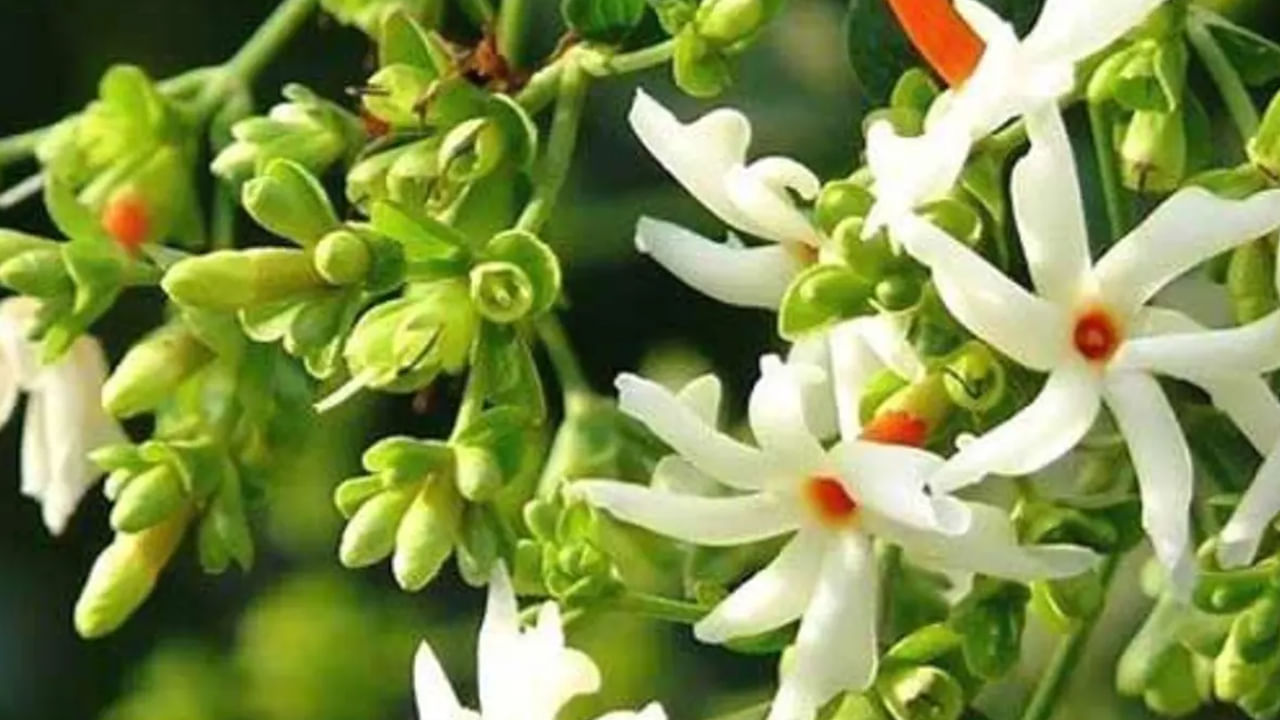 పారిజాత పువ్వులు, ఆకులు ఇథనాల్ ఉండటం వల్ల రోగనిరోధక శక్తిని పెంచడానికి ఇమ్యునోస్టిమ్యులేటరీగా పనిచేస్తాయి.