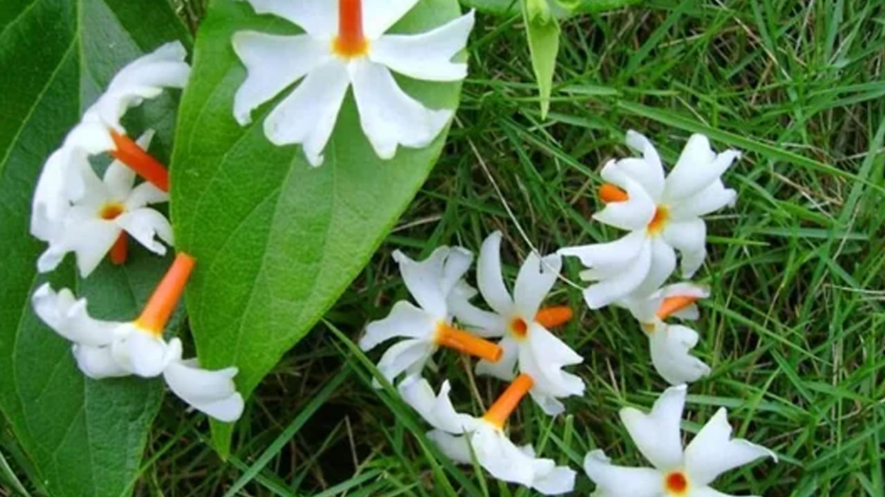 పారిజాతం చెట్టు రాత్రిపూట మాత్రమే పువ్వులు పూసి, ఉదయం పూట తాను పూసిన పూలన్నింటినీ రాల్చివేస్తుంది. అందుకనే దీనిని “రాత్ కీ రాణి” గా పిలుస్తారు. ఈ రోజు పారిజాతం వల్ల కలిగే ఆరోగ్య ప్రయోజనాల గురించి తెలుసుకుందాం.. 