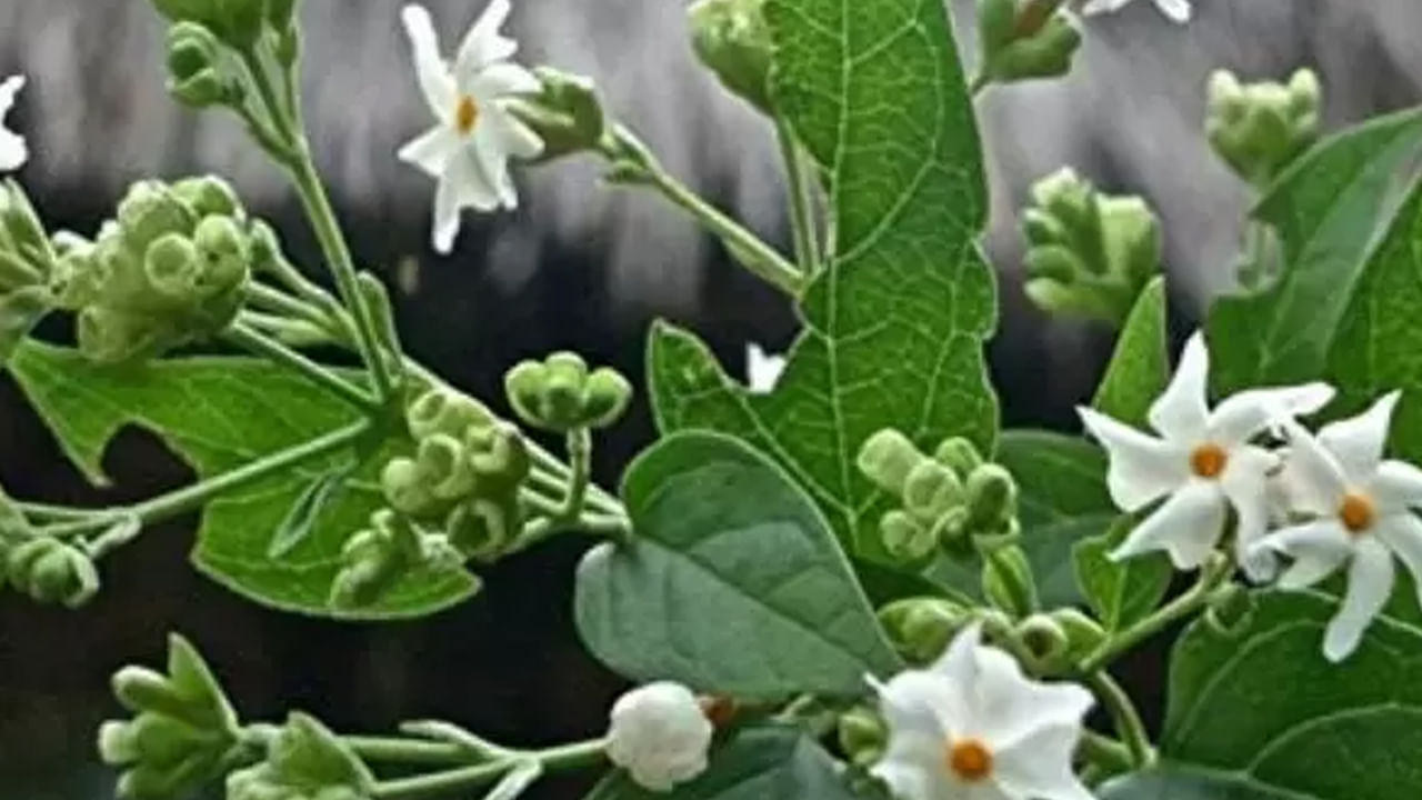 పారిజాత అనేది ఆయుర్వేదంలో ఒక అద్భుత మొక్క, ముఖ్యంగా అపారమైన ఆరోగ్య ప్రయోజనాలకు ప్రసిద్ధి.  దీనిలో యాంటీ ఆక్సిడెంట్స్ అధికం. ఔషధ మొక్క నొప్పిని తగ్గించడం నుండి జ్వరాన్ని తగ్గించడం వరకు అనేక ఆరోగ్య ప్రయోజనాలను కలిగి ఉంది. 