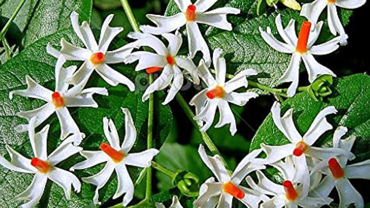 పారిజాత గొప్ప జ్వర నివారిణిగా ప్రసిద్ధి చెందింది. ఇది మలేరియా, డెంగ్యూ , చికున్‌గున్యా జ్వరంతో సహా వివిధ జ్వరాలను నయం చేస్తుంది.