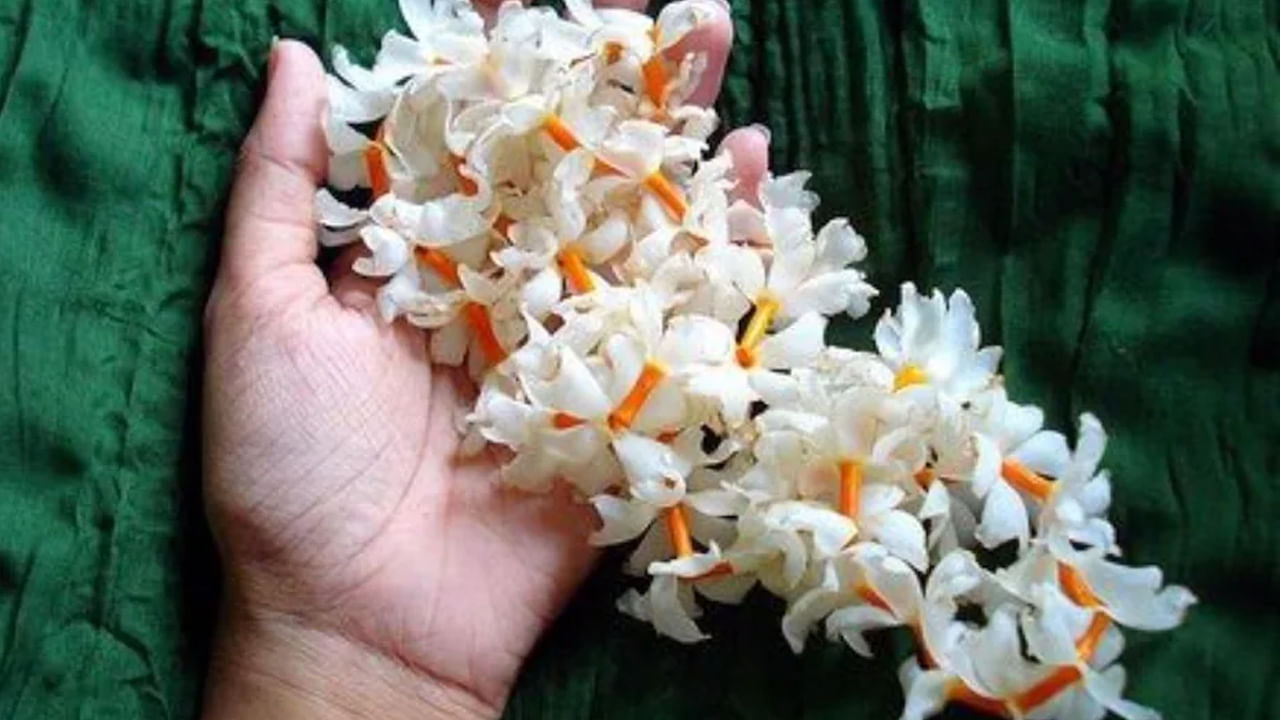 పారిజాత పువ్వులు హెయిర్ టానిక్‌గా పనిచేస్తాయి. జుట్టును బలోపేతం చేయడానికి, జుట్టు రాలడాన్ని నివారించడానికి ఉపయోగిస్తారు. పారిజాతం జుట్టు నెరసిపోవడాన్ని, ఇతర స్కాల్ప్ సంబంధిత సమస్యలను నివారిస్తుంది.