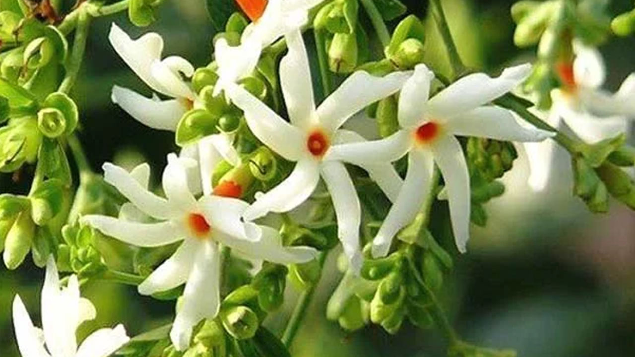 ఆర్థరైటిస్, సయాటికా వంటి సమస్యలకు పారిజాత ఆకులు, పువ్వులు శోథ నిరోధక లక్షణాలను కలిగి ఉంటాయి. ఆర్థరైటిస్, మోకాళ్ల నొప్పుల చికిత్సలో పారిజాత నూనెను ఉపయోగిస్తారు.