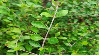 Whatsapp Ban: అయ్యో తలచుకుంటేనే గుండె తరుక్కుపోతుంది.. ఈ దేశాల్లో వాట్సప్ బంద్..! కారణం అదేనట..