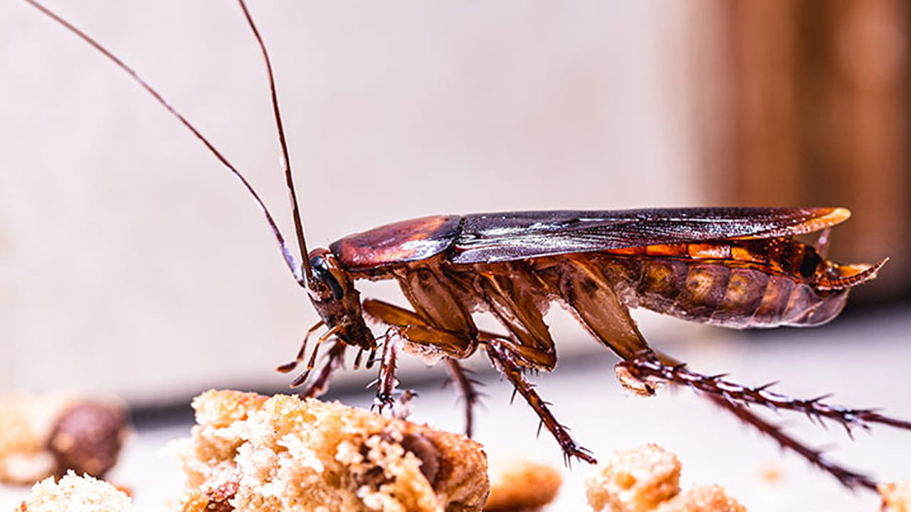 బొద్దింకల బెడద నుంచి వంటశాలలను కాపాడుకోవడానికి మనం తిన్న ప్లేటులోని చెత్తను షింక్‌లో వేయకుండా జాగ్రత్త పడాలి. ఒకవేళ తీపి పదార్థాలు ఏవైనా కిచెన్లో కింద పడినట్లైతే వాటిపై క్రిమికీటకాలను చంపే స్ప్రేలను పిచికారీ చేయడం ద్వారా మంచి ఫలితాలను పొందవచ్చు. 