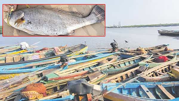 Andhra Pradesh: జాలరుల వలకు చిక్కిన అరుదైన చేప.. ధరెంతో తెలుసా?