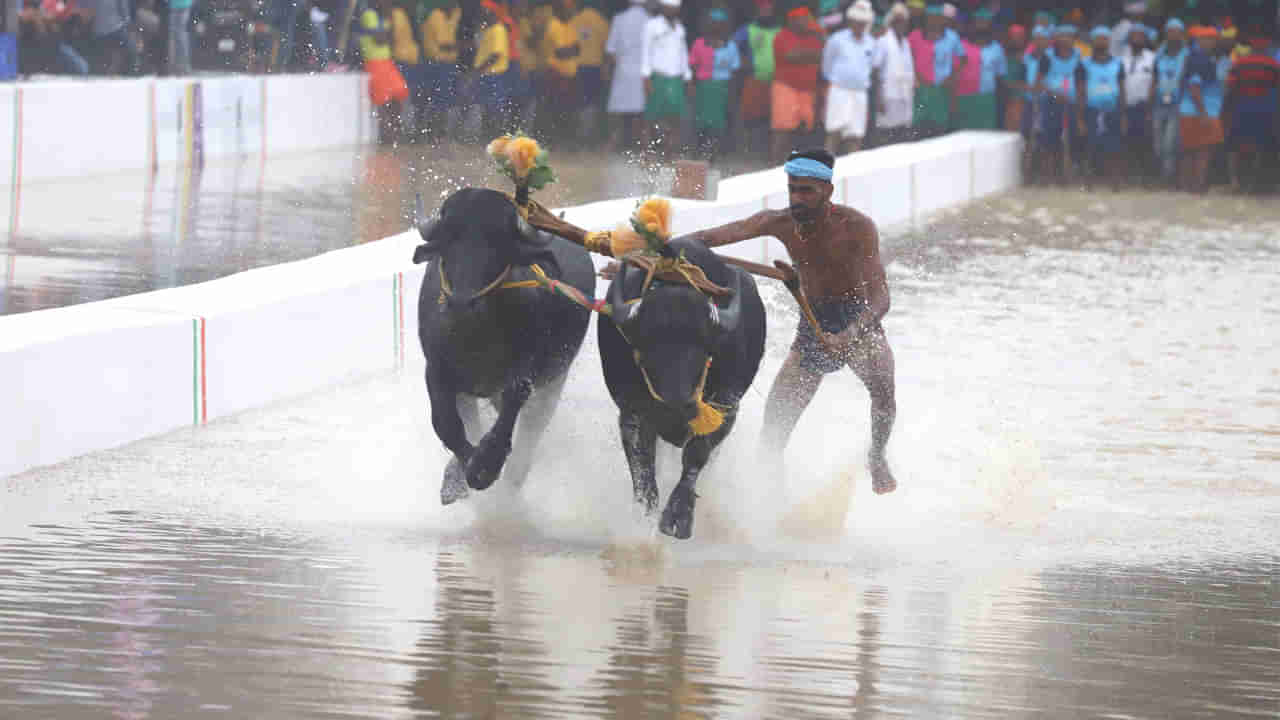 Kambala: బెంగళూరులో అట్టహాసంగా జరిగిన కంబళ పోటీలు.. బహుమతిగా బంగారం, నగదు