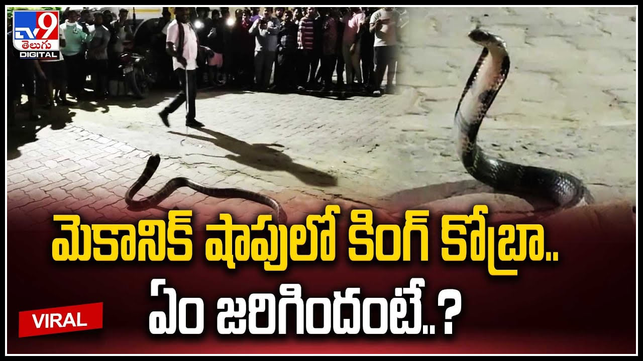 King Cobra: శృంగవరపు కోటలో గిరినాగు హల్‌చల్‌.! మెకానిక్‌ షాపులో కింగ్‌ కోబ్రా.. ఏం జరిగిందంటే.?