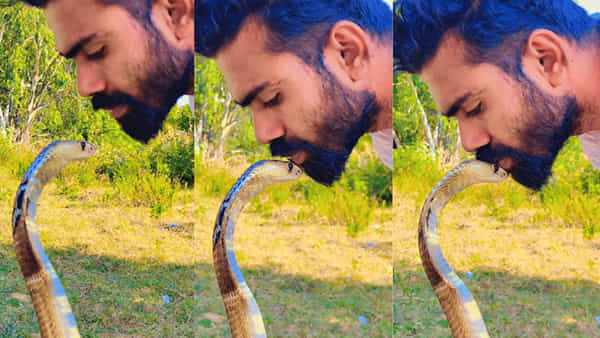 King Cobra Viral Video: వీడేంటి బాబోయ్ ఇలా ఉన్నాడు..! ప్రమాదకర కింగ్కోబ్రా తలపై ముద్దు పెట్టాడు..