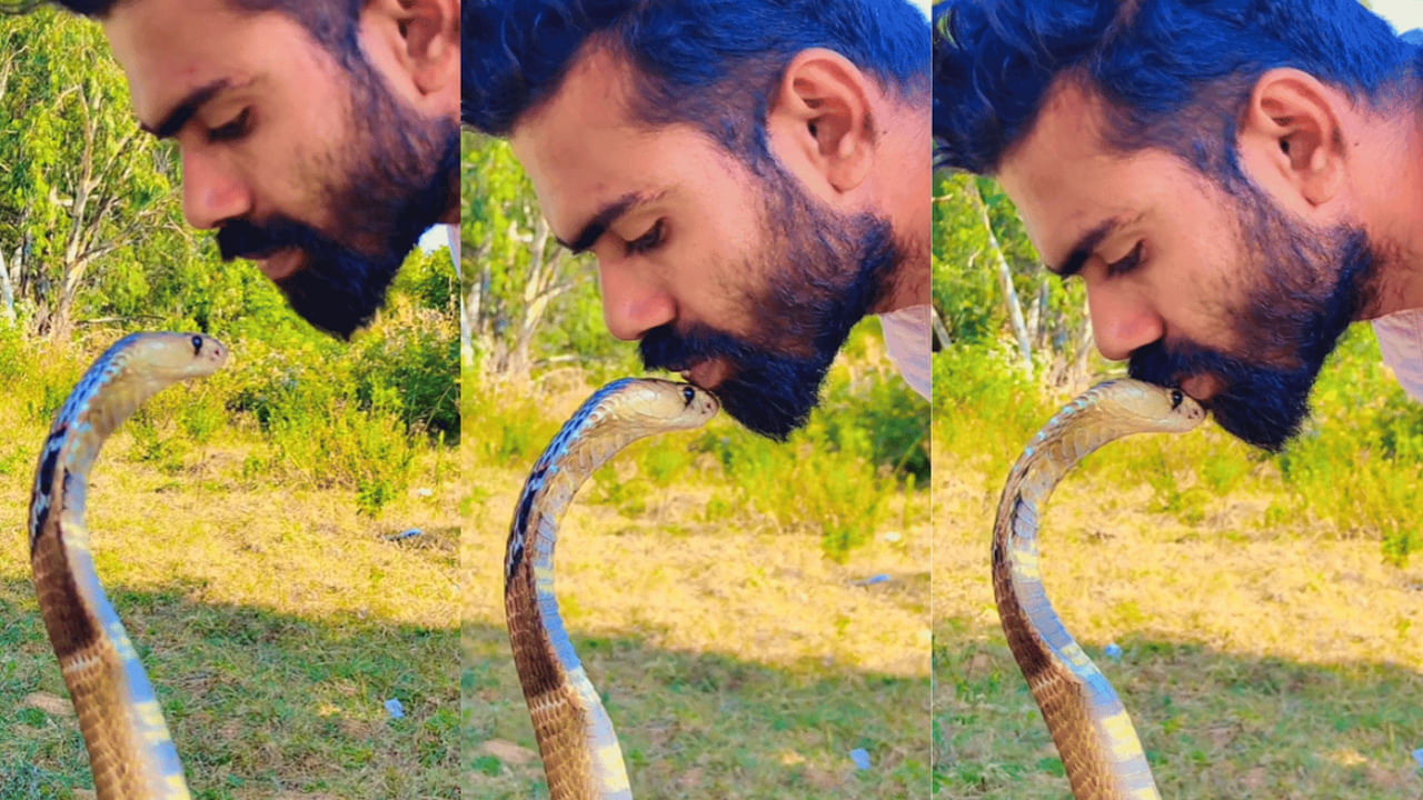 King Cobra Viral Video: వీడేంటి బాబోయ్ ఇలా ఉన్నాడు..! ప్రమాదకర కింగ్‌కోబ్రా తలపై ముద్దు పెట్టాడు..