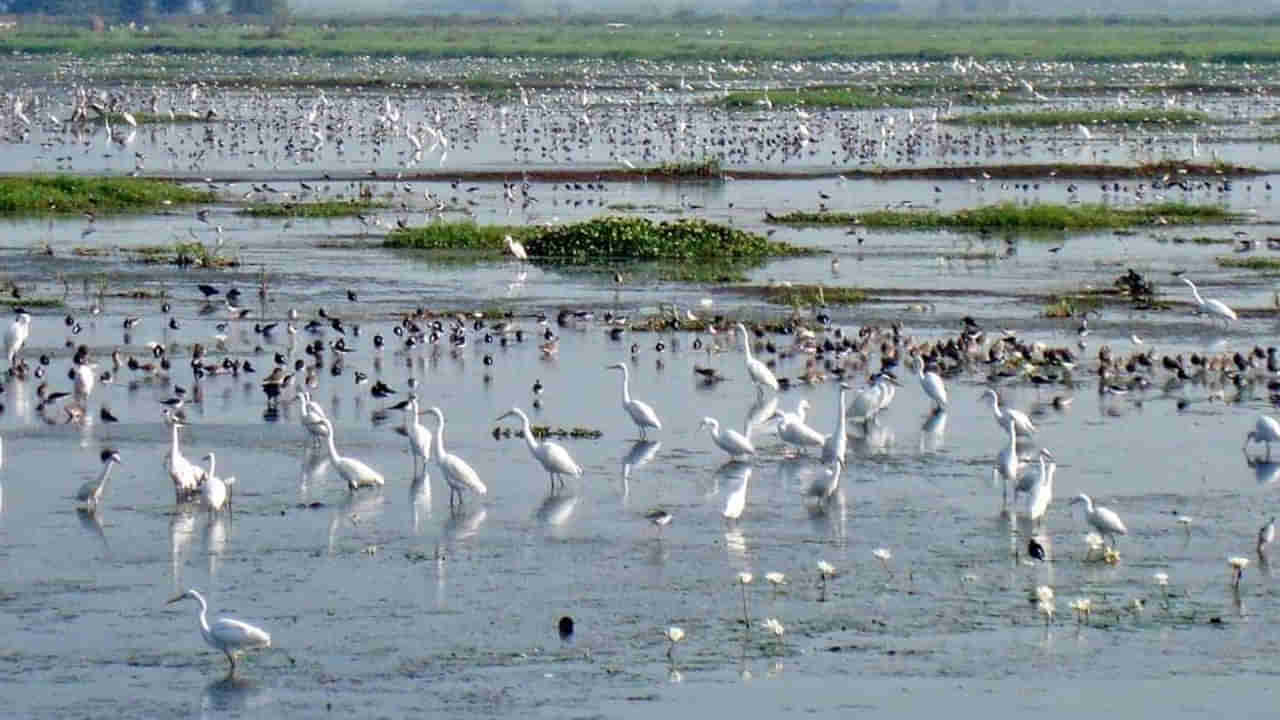 Kolleru Lake: అభివృద్ధిపై జగన్ సర్కార్ ప్రత్యేక దృష్టి.. ఎకో సెన్సిటివ్ జోన్‌గా కొల్లేరు ప్రాంతం..!