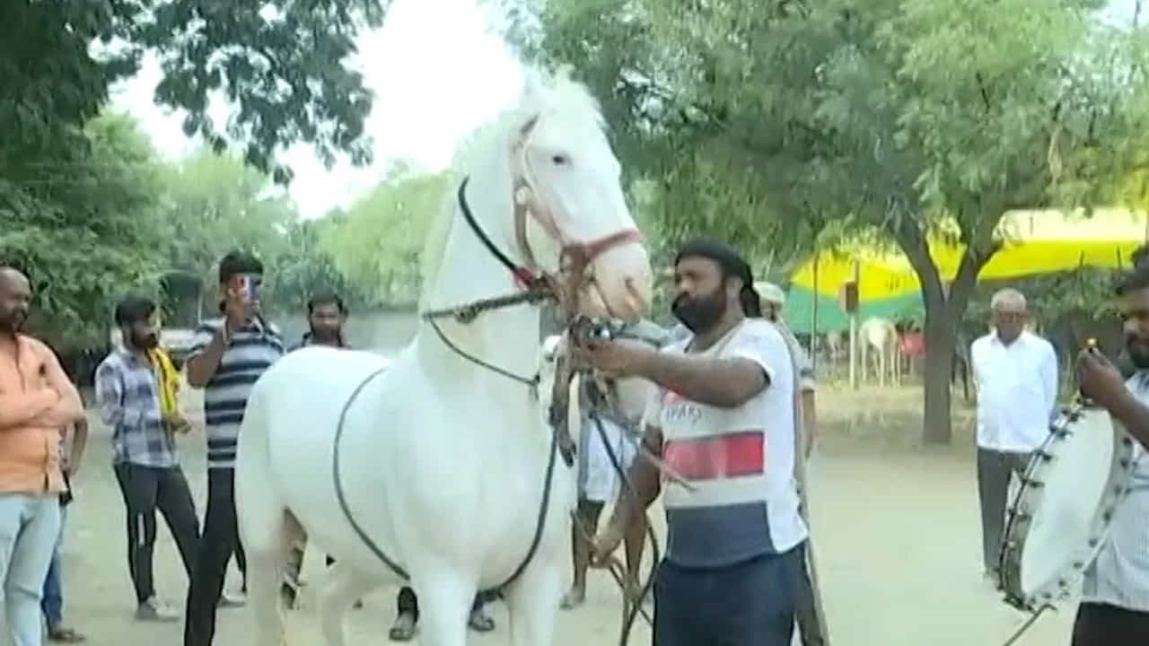 ద్రవ్యోల్బణం పెరుగుతున్న సమయంలో కూడా గుర్రపు మార్కెట్‌లో యాభై లక్షల విలువైన గుర్రం అమ్మకానికి వచ్చింది. అందువల్ల, అభిరుచి గలవారు గుర్రపు కొనుగోలుదారులు, వ్యాపారులు అలాంటి ఖరీదైన గుర్రాలను చూడటానికి రావడంతో అక్లూజ్ గుర్రపు మార్కెట్ విశిష్టత దేశవ్యాప్తంగా వ్యాపించింది.