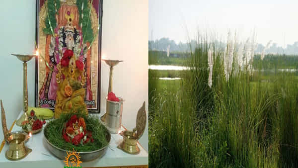 Kusha Grass: ఈ గడ్డి పూజాదికార్యక్రమాల్లో అత్యంత పవిత్రమైంది.. ఇంట్లో సుఖసంతోషాలు తెస్తుంది..
