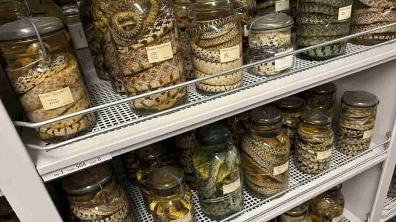 Largest museum of snakes: అతిపెద్ద స్నేక్ మ్యూజియం.. ఇక్కడ 70 వేల రకాల పాముల్ని చూడొచ్చు.. ఎన్నో అరుదైనవి ఎక్కడో తెలుసా..?