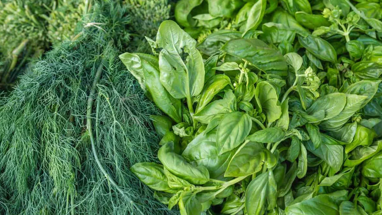Leafy Greens- ఆకుపచ్చ కూరగాయలలో విటమిన్లు, ఖనిజాలు పుష్కలంగా ఉంటాయి. మరింత ప్రత్యేకంగా ఇందులో విటమిన్లు A, C మరియు K, అనేక B విటమిన్లు, పొటాషియం ఉన్నాయి. రోగనిరోధక శక్తిని పెంపొందించడానికి సహాయపడుతుంది. మీ ఆహారంలో బచ్చలికూర, కాలే మరియు పాలకూర వంటి ఆకుపచ్చని ఆకు కూరలను చేర్చుకోవడం రోగనిరోధక శక్తిని పెంచడంలో సహాయపడుతుంది.