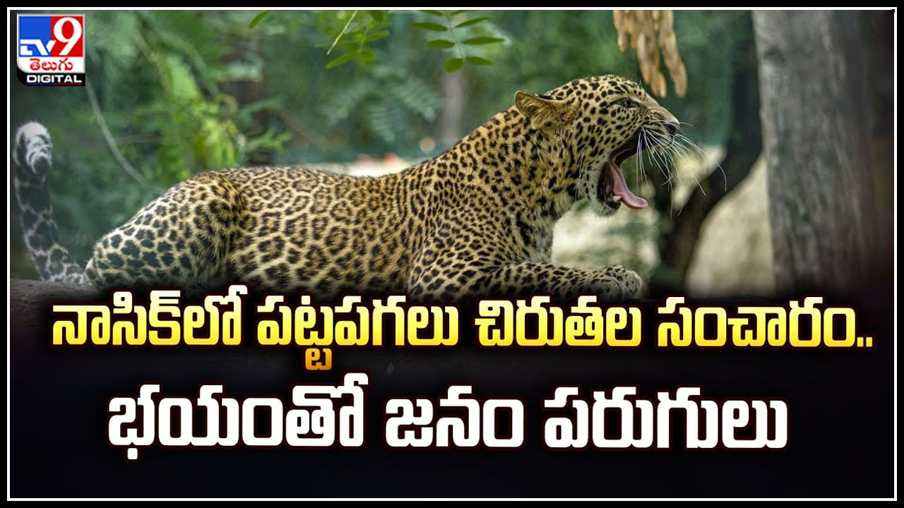 Leopards: నాసిక్ లో పట్టపగలు చిరుతల సంచారం.. భయంతో జనం పరుగులు.