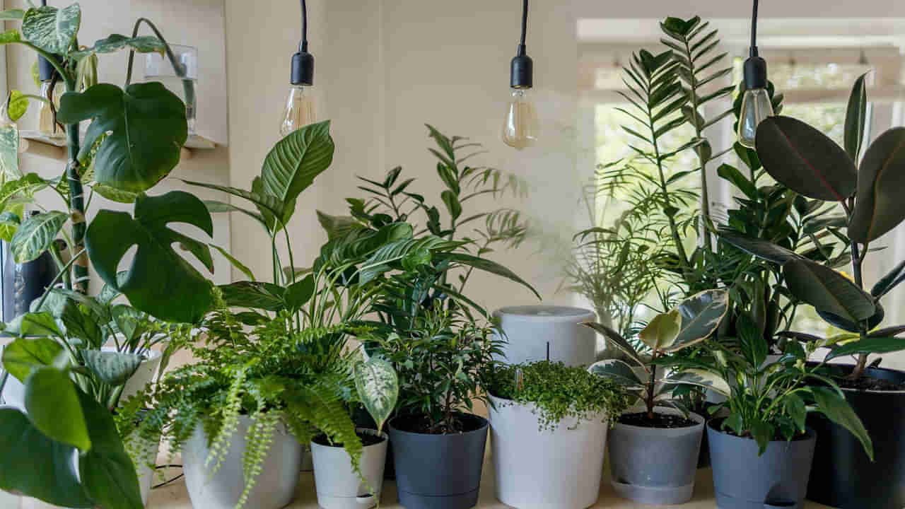Lucky Plants for Home: ఇవి ఇంటికి అదృష్ట మొక్కలు.. సంపదకు ఎప్పటికి లోటు ఉండదు!!