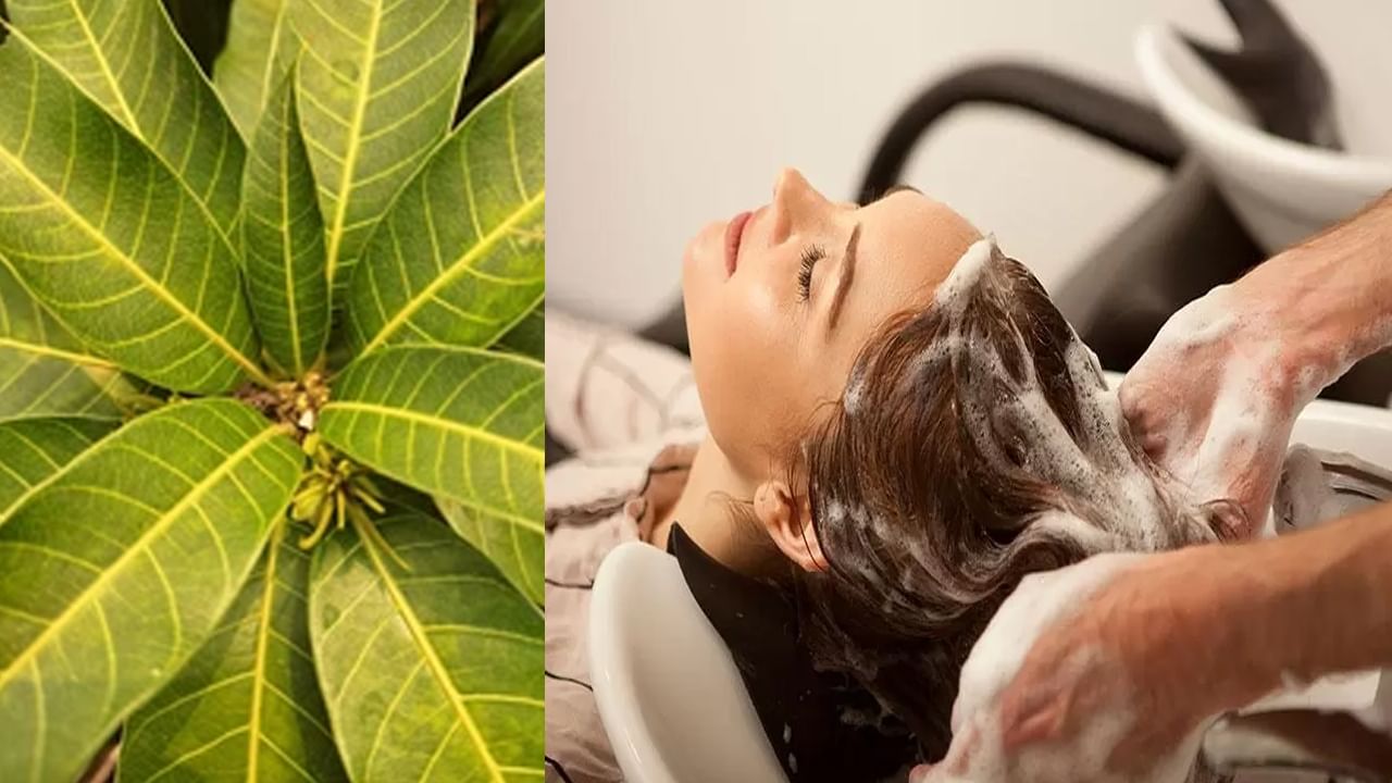 Mango Leaves Hair Pack: పండు కాదు మామిడి ఆకులు కూడా అద్భుతమైనవే.. ఇలా వాడితే తెల్లజుట్టు నల్లగా మారడం గ్యారెంటీ !!