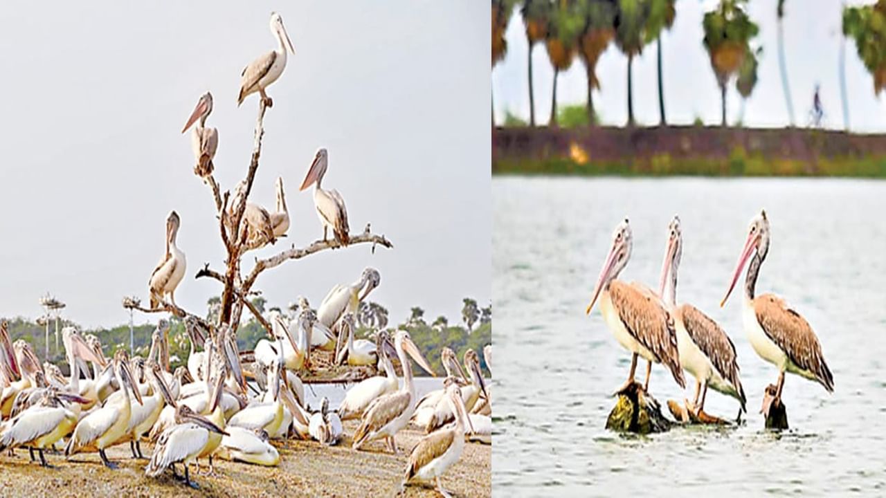 Migratory Birds: కొల్లేరులో విదేశీ పక్షుల సందడి.. సరస్సుకు కొత్త అందాలు.. పక్షి ప్రేమికులకు కనువిందు