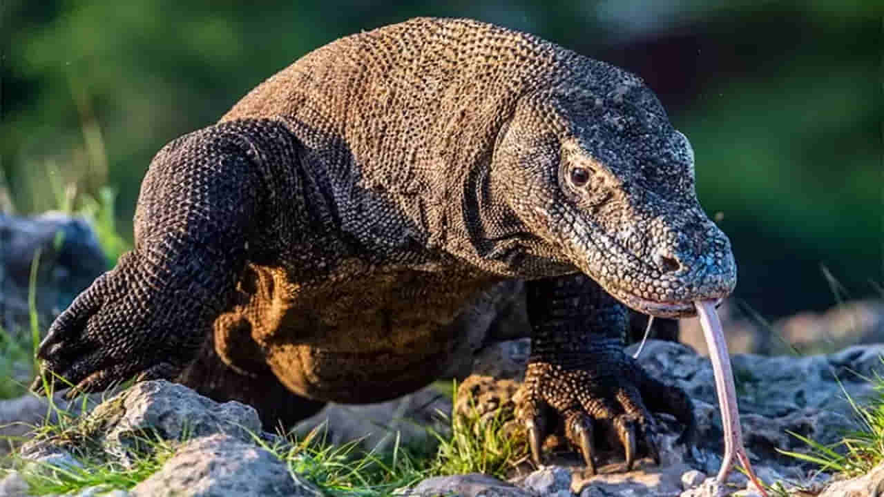 Andhra Pradesh: వీడియో తీసి వైరల్ చేద్దామనుకున్నాడు.. కట్చేస్తే దిమ్మతిరిగే ట్విస్ట్ ఇచ్చిన ఫారెస్ట్ అధికారులు