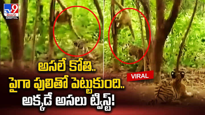 అసలే కోతి.. పైగా పులితో పెట్టుకుంది.. చివరికి ?? అసలే కోతి.. పైగా పులితో పెట్టుకుంది.. చివరికి ??