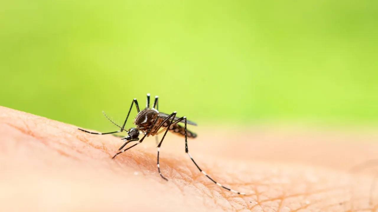 Natural mosquito repellents: ఈ నాలుగు మొక్కలు ఇంట్లో ఉంటే.. ఒక్క దోమని కూడా ఇంట్లోకి రానివ్వవు!