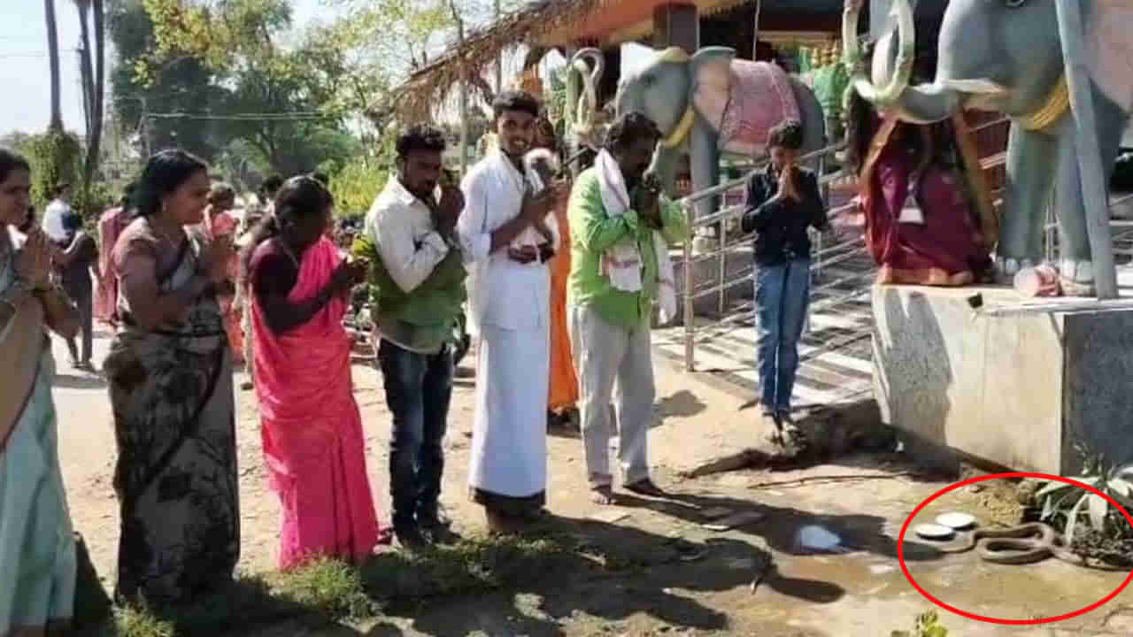 Nagula Chavithi: నాగుల చవితి రోజు ఆసక్తికర సంఘటన.. పాము, ముంగిసల మధ్య..