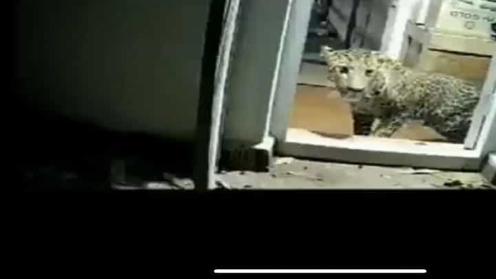 Watch Video: నీలగిరిలో చిరుత దాడి.. ముగ్గురు ఫైర్ సిబ్బందికి గాయాలు Watch Video: నీలగిరిలో చిరుత దాడి.. ముగ్గురు ఫైర్ సిబ్బందికి గాయాలు