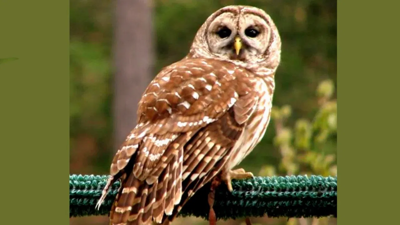 Bird Rescue: దీపావళి పర్విదినాన గుడ్లగూబను బలి ఇస్తే సంపద రెట్టింపు అవుతుందా..?