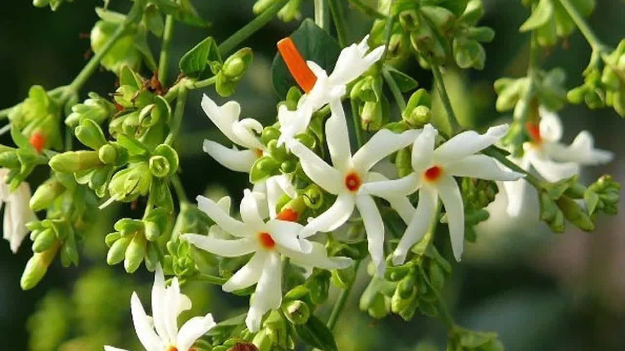 పారిజాత గొప్ప జ్వర నివారిణి. ఇది మలేరియా, డెంగ్యూ, చికున్‌గున్యా జ్వరంతో సహా వివిధ జ్వరాలను నయం చేస్తుంది. పారిజాత ఆకులు, పువ్వులు శోథ నిరోధక లక్షణాలు కలిగి ఉంటాయి. ఆర్థరైటిస్, మోకాళ్ల నొప్పుల చికిత్సలో వీటిని వినియోగిస్తారు.