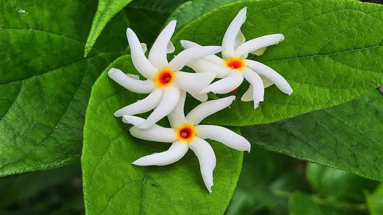 నిరంతరం దగ్గు, గొంతు సంబంధిత సమస్యలతో బాధపడుతున్నట్లైతే పారిజాత ఆకులు, పువ్వులతో తయారు చేసిన టీ తాగవచ్చు. ఇది దగ్గు, జలుబు, బ్రోన్కైటిస్ నుంచి ఉపశమనం కలిగిస్తుంది.