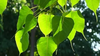 Health: మూత్రంలో ఈ లక్షణాలా.? క్లోమగ్రంథి దెబ్బతినొచ్చు..