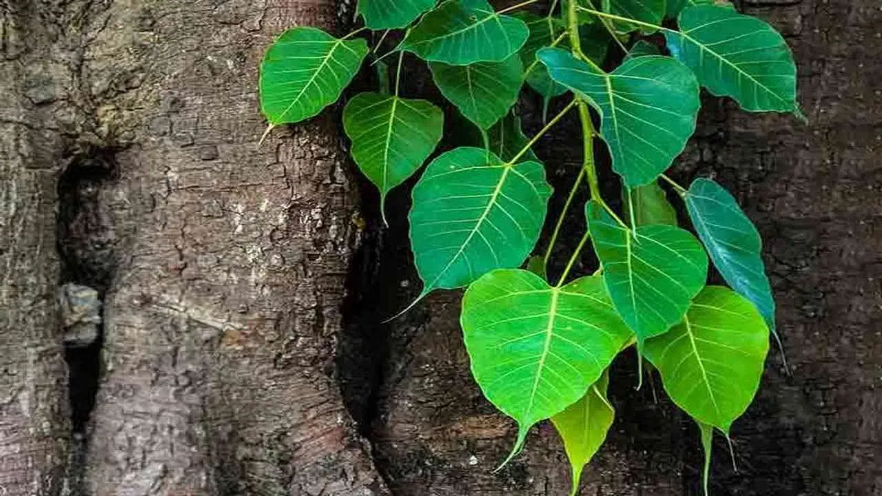 ఈ ఆకుల రాస్నాన్ని చర్మంపై రాయడం వల్ల మచ్చలు, పింపుల్స్ అన్నీ దూరమై అందంగా మారుతుంది. చర్మంపై ముడతలు కూడా దూరం అవుతాయి. ఆకుల రసాన్ని తాగడం వల్ల జీర్ణ సమస్యలైన గ్యాస్, కడుపులో నొప్పి, మలబద్ధకం వంటి సమస్యలు దూరం అవుతాయి.
