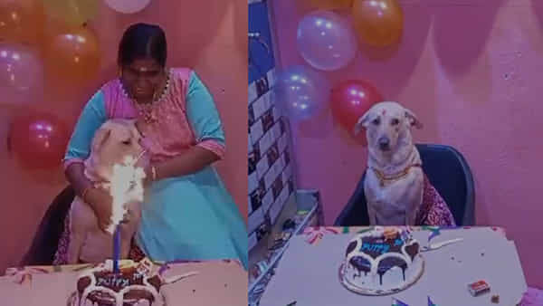 Pet Dog Birthday: పెంపుడు కుక్కకు పుట్టిన రోజు వేడుకలు.. బంగారు నగలతో అలంకరించి మరీ సెలబ్రేషన్స్..