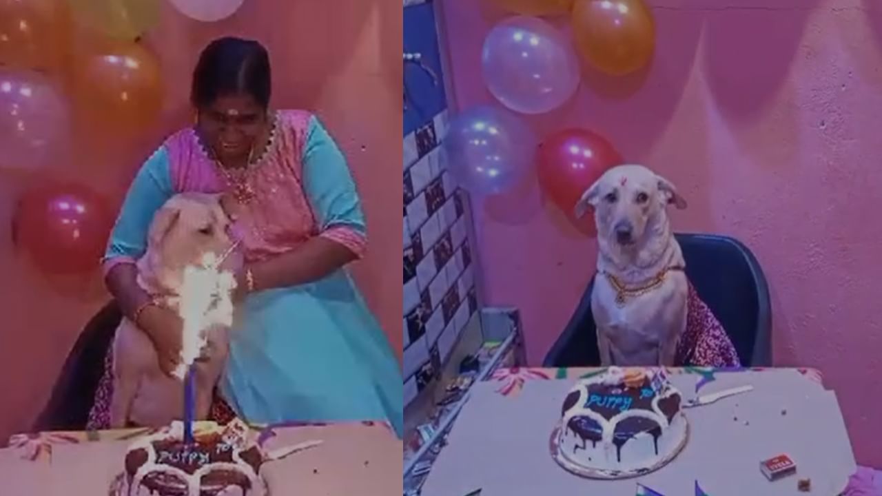 Pet Dog Birthday: పెంపుడు కుక్కకు పుట్టిన రోజు వేడుకలు.. బంగారు నగలతో అలంకరించి మరీ సెలబ్రేషన్స్..