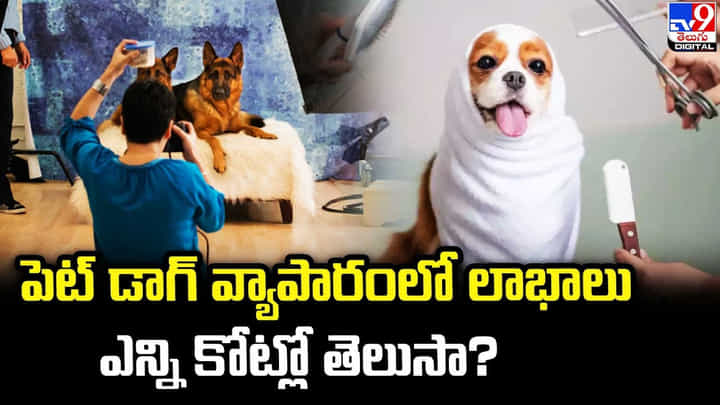 పెట్ డాగ్ వ్యాపారంలో లాభాలు ఎన్ని కోట్లో తెలుసా ?? పెట్ డాగ్ వ్యాపారంలో లాభాలు ఎన్ని కోట్లో తెలుసా ??