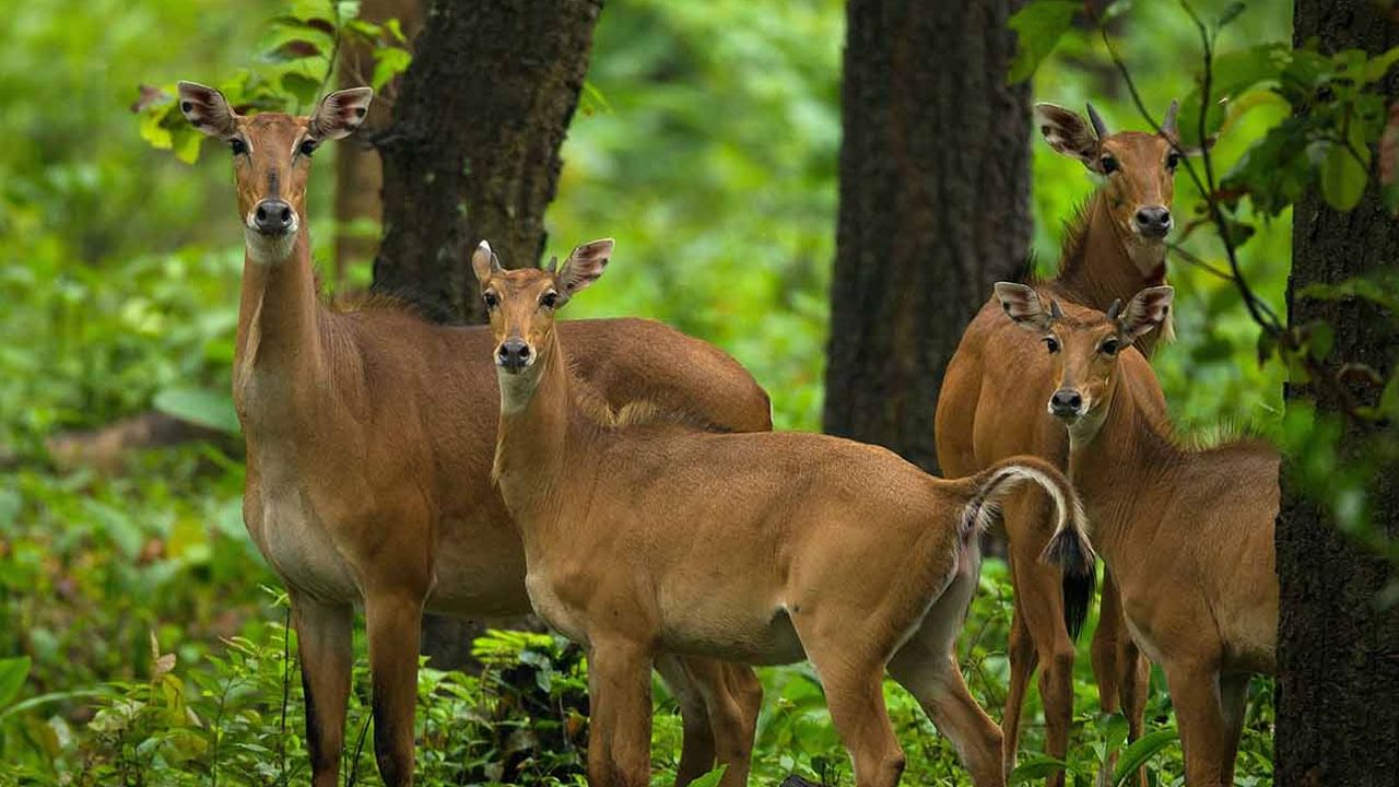 Forest Officers: నల్లమలలో వన్యమృగాలకు ప్రమాదం పొంచి ఉందా?