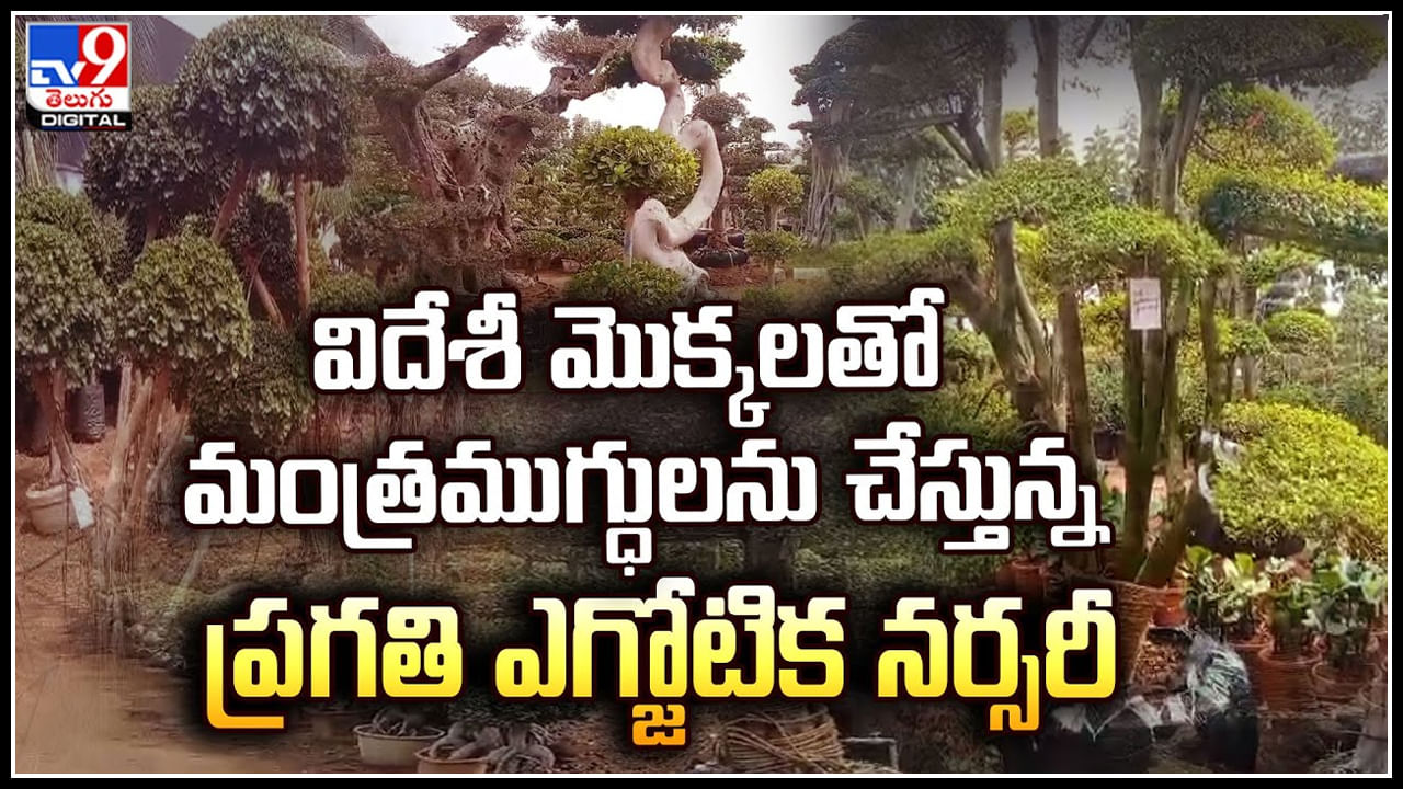 Pragathi Exotic Nursery: విదేశీ మొక్కలతో మంత్రముగ్ధులను చేస్తున్న ప్రగతి ఎగ్జోటిక నర్సరీ.. వీడియో