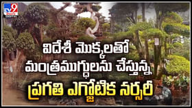 విదేశీ మొక్కలతో మంత్రముగ్ధులను చేస్తున్న ప్రగతి ఎగ్జోటిక నర్సరీ.. విదేశీ మొక్కలతో మంత్రముగ్ధులను చేస్తున్న ప్రగతి ఎగ్జోటిక నర్సరీ..