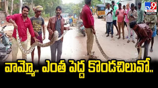 Cheetah: హైవేపై చిరుత కళేబరం.. అసలేం జరిగింది.? పైగా గర్భంతో ఉన్న చిరుత.