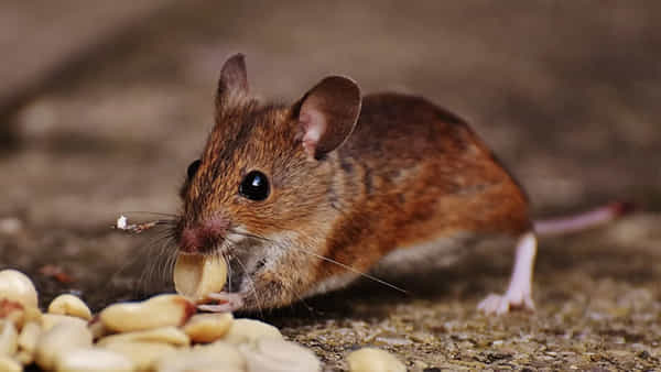 Rat Glue Pad: ఎలుకల నివారణకు వాడే గ్లూ పేపర్ బోర్డులపై నిషేధం.. కారణం ఇదే!