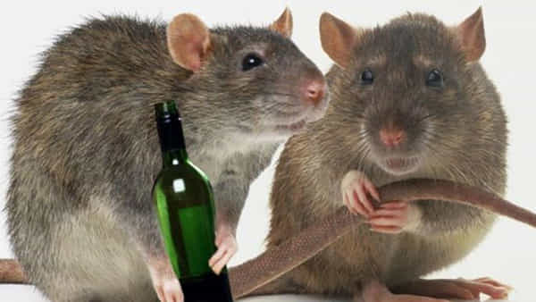 Rats Arrest: పోలీస్ స్టేషన్లో మద్యం తాగిన ఎలుకలు.. పోలీసులు ఏం చేశారంటే..