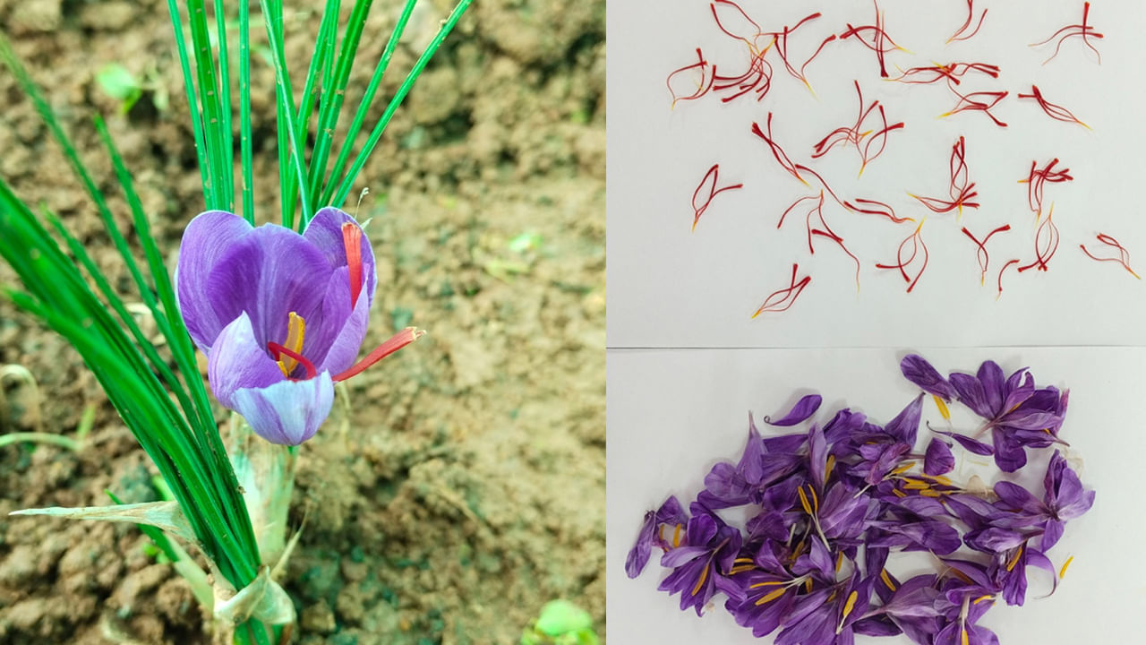 Saffron Flowers ఆంధ్రప్రదేశ్‌లోని చింతపల్లెలో వికసించిన కుంకుమ