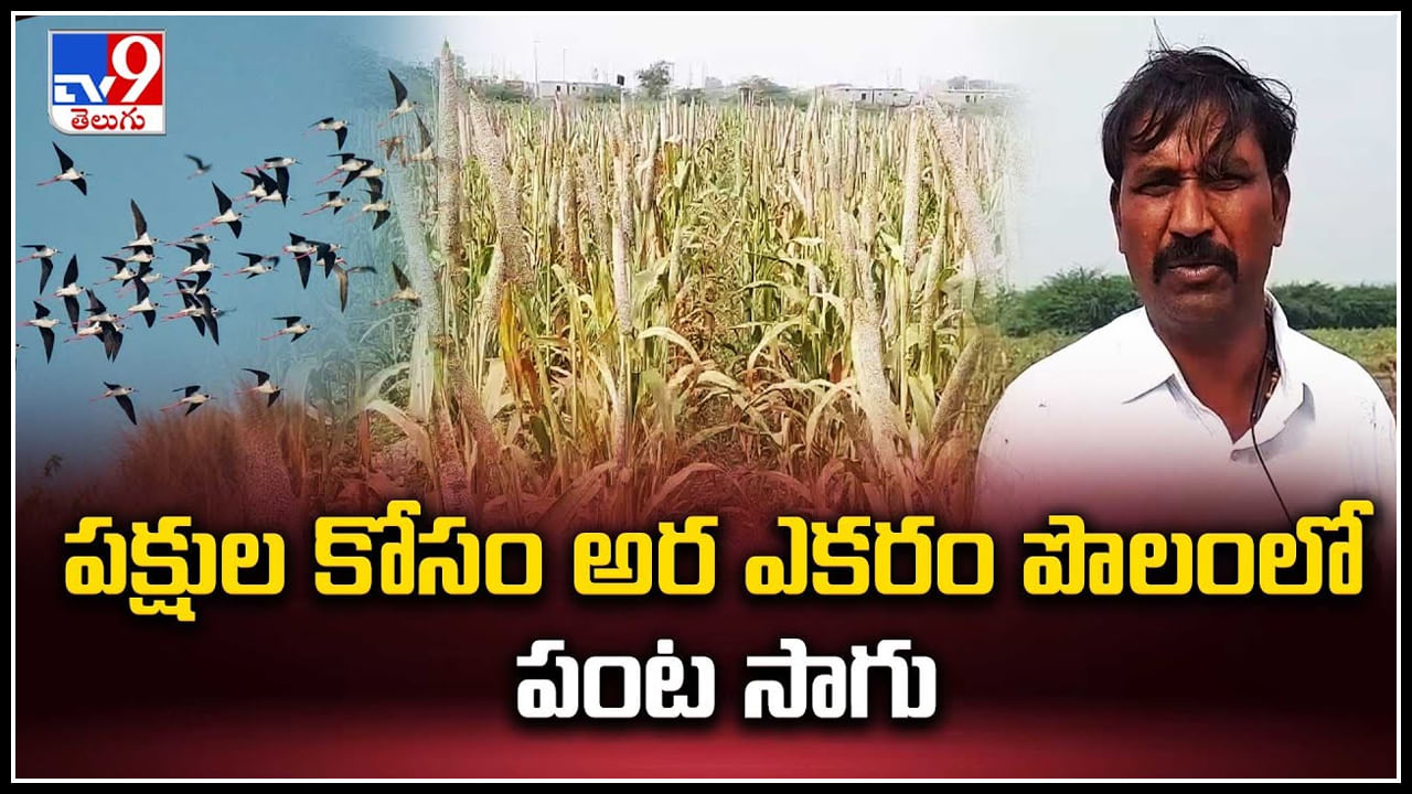 Viral: పక్షుల కోసం అర ఎకరం పొలంలో పంట సాగు.! సొంత ఖర్చులతో పంటవేసిన రైతు.