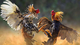 Diviseema Uppena: సముద్రుడు రాసిన రక్త చరిత్ర.. దివిసీమ ఉప్పెనకు 46 ఏళ్లు.. నేటికీ స్థానికులకు ఈ రోజు కాళరాత్రే..