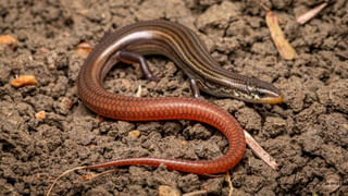 Watch Desi Jugaad: వారెవ్వా.. ఆఖరుకు బైకును ఇలా కూడా వాడొచ్చా..? వీడియో చూస్తే ఫిదా అవ్వాల్సిందే..